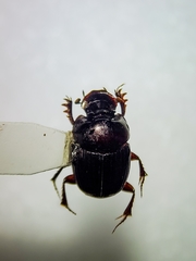 Onthophagus armatus