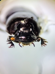 Onthophagus armatus