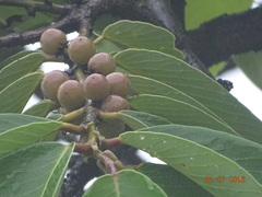 Bridelia retusa