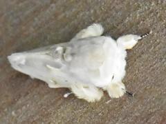 Naroma varipes