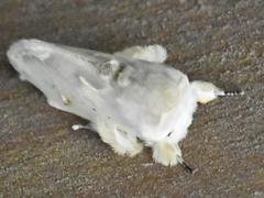 Naroma varipes