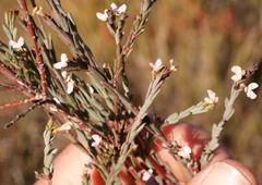Muraltia polyphylla