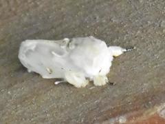 Naroma varipes