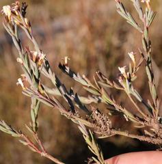 Muraltia polyphylla
