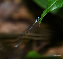 Aciagrion