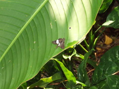 Notocrypta waigensis