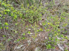 Prasophyllum occultans