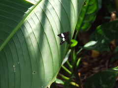 Notocrypta waigensis
