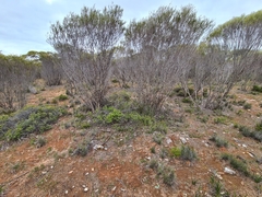 Prasophyllum occultans