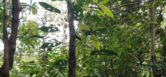 Monstera siltepecana