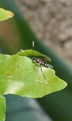 Xanthocryptus novozealandicus