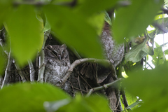 Megascops guatemalae