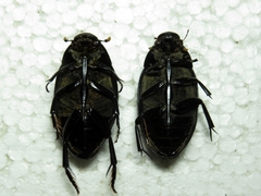Hydrophilus aterrimus