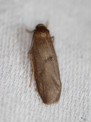 Lambula pleuroptycha