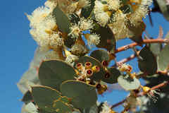 Eucalyptus gillii