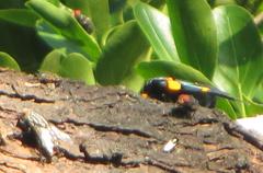 Egybolis vaillantina