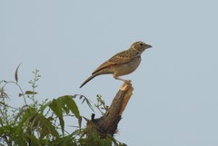 Mirafra erythroptera