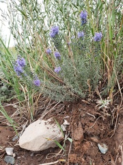 Veronica pinnata
