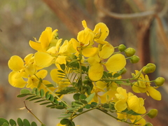 Senna auriculata