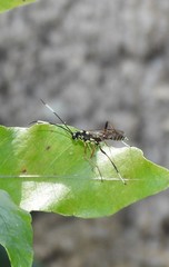 Xanthocryptus novozealandicus