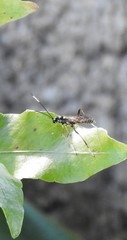 Xanthocryptus novozealandicus