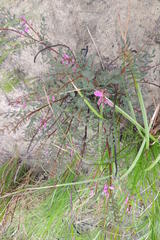 Indigofera langebergensis