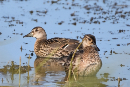 Cerceta del Baikal (Sibirionetta formosa)