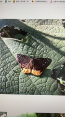 Mooreana trichoneura
