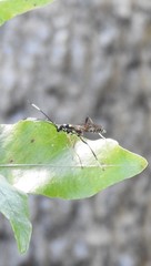 Xanthocryptus novozealandicus