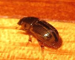 Aphodiini