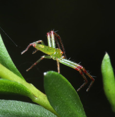 Cetratus
