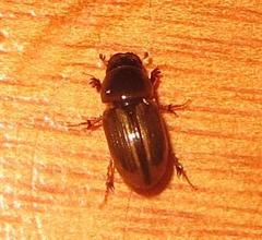 Aphodiini