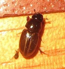 Aphodiini
