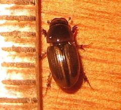 Aphodiini
