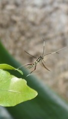 Xanthocryptus novozealandicus
