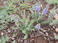 Veronica pinnata
