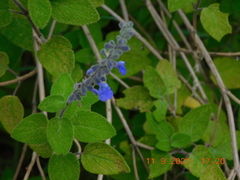 Salvia melissodora