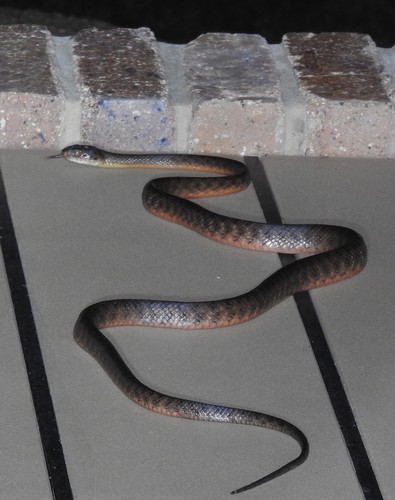 Brown Tree Snake sighting