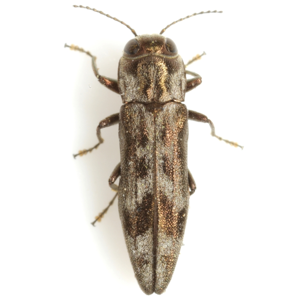 Common Hackberry Agrilus