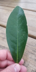 Corynocarpus laevigatus