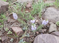 Veronica pinnata nana