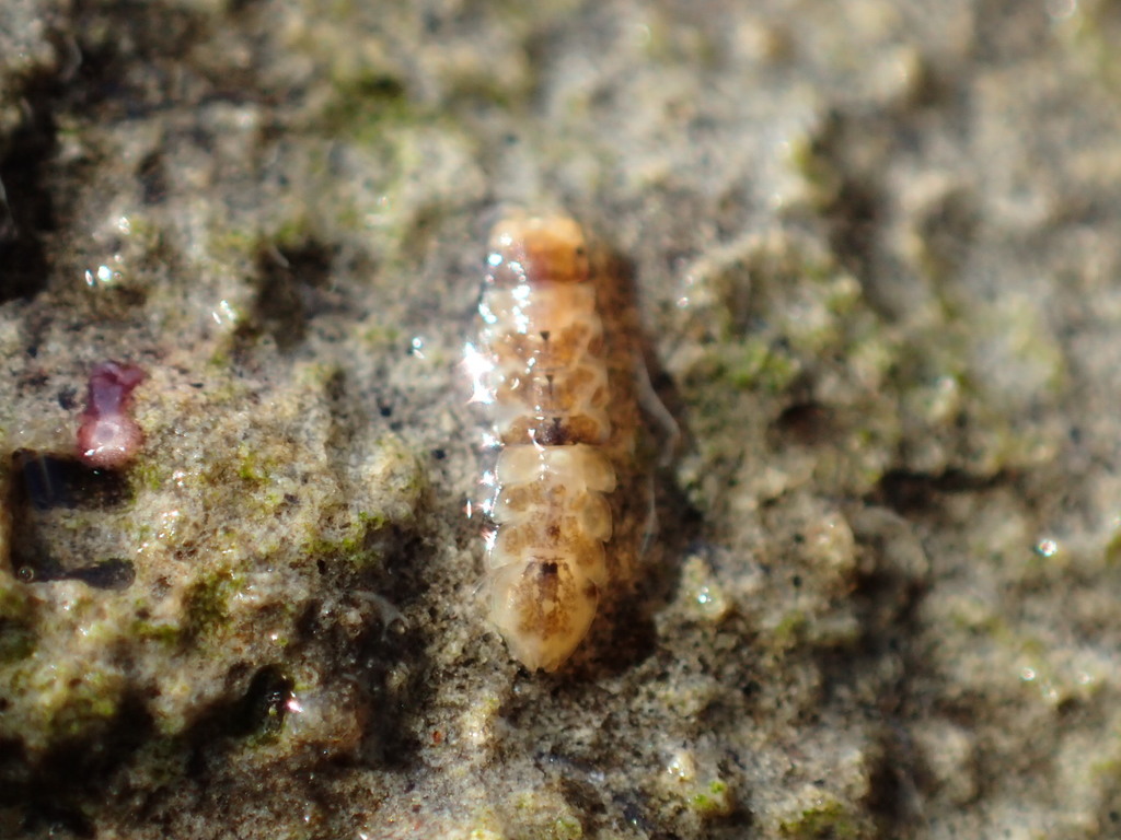 Joeropsis lobata