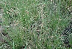 Bulbostylis hispidula pyriformis