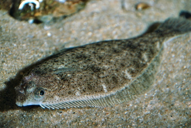 Hippoglossoides