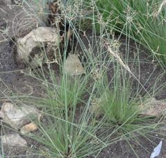 Bulbostylis hispidula pyriformis