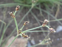 Bulbostylis hispidula pyriformis