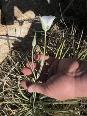 Calochortus ambiguus