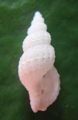 Conoidea