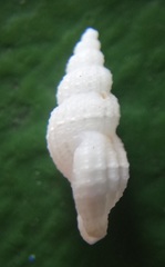 Conoidea