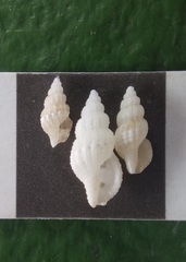 Conoidea